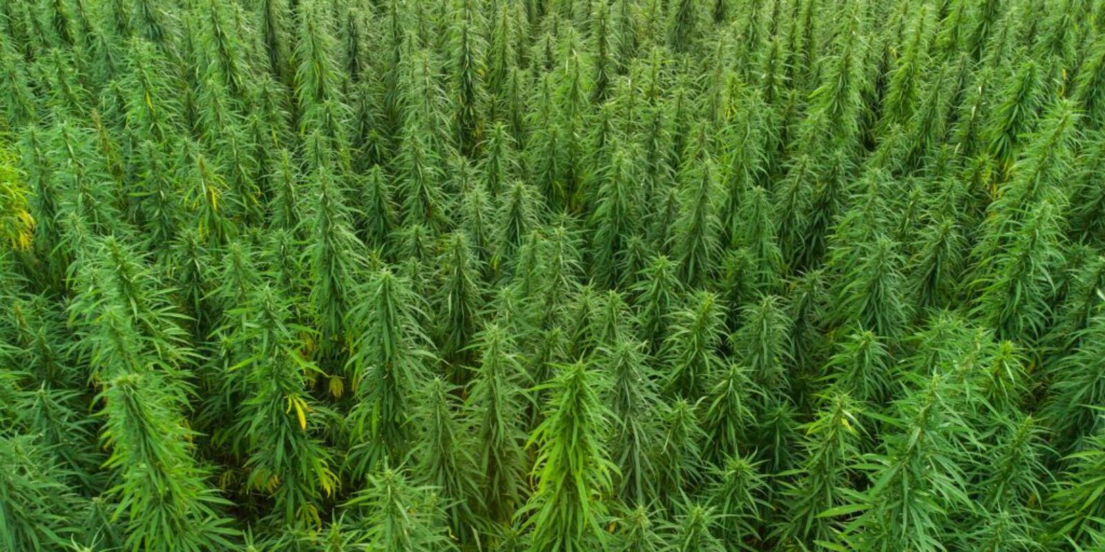 Welche zusätzlichen Anwendungsmöglichkeiten bietet die Cannabis Pflanze?