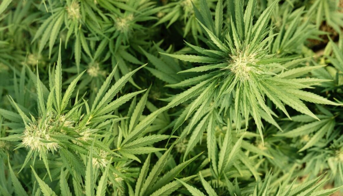 Wie lange wirken CBD Blüten?