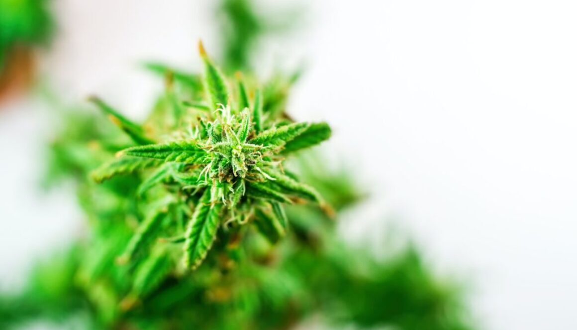 Wie wird HHC hergestellt?