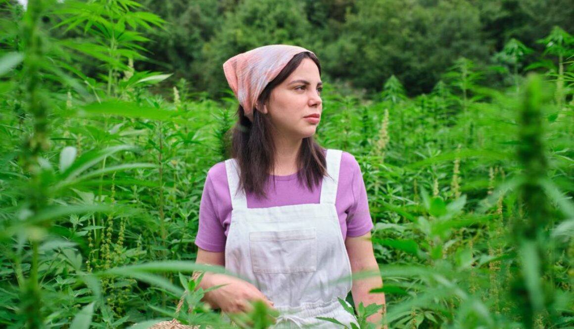 Wie erfolgt der Cannabisanbau?