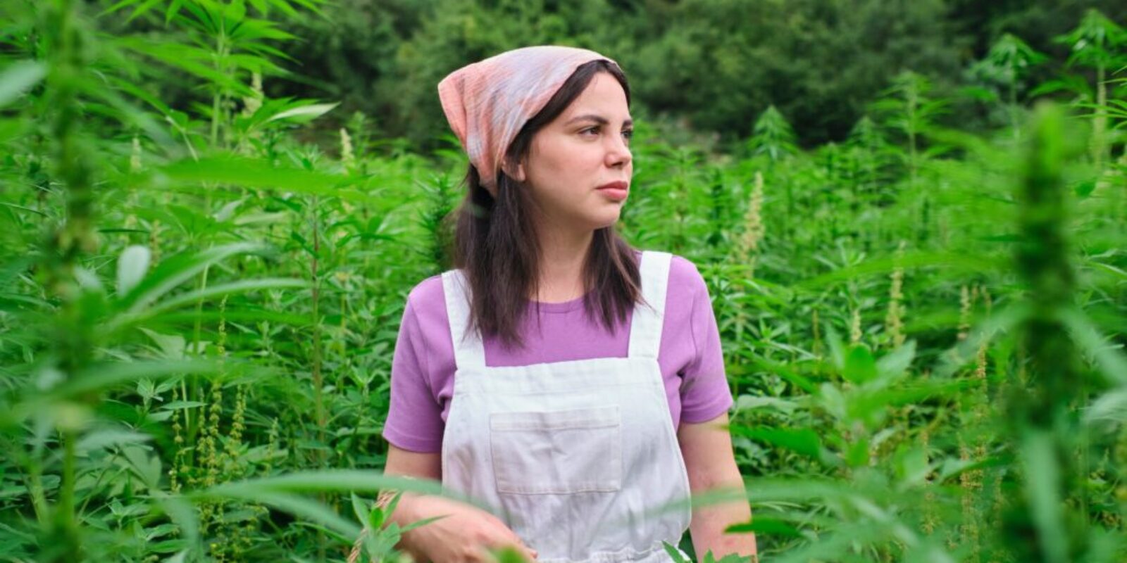 Wie erfolgt der Cannabisanbau?