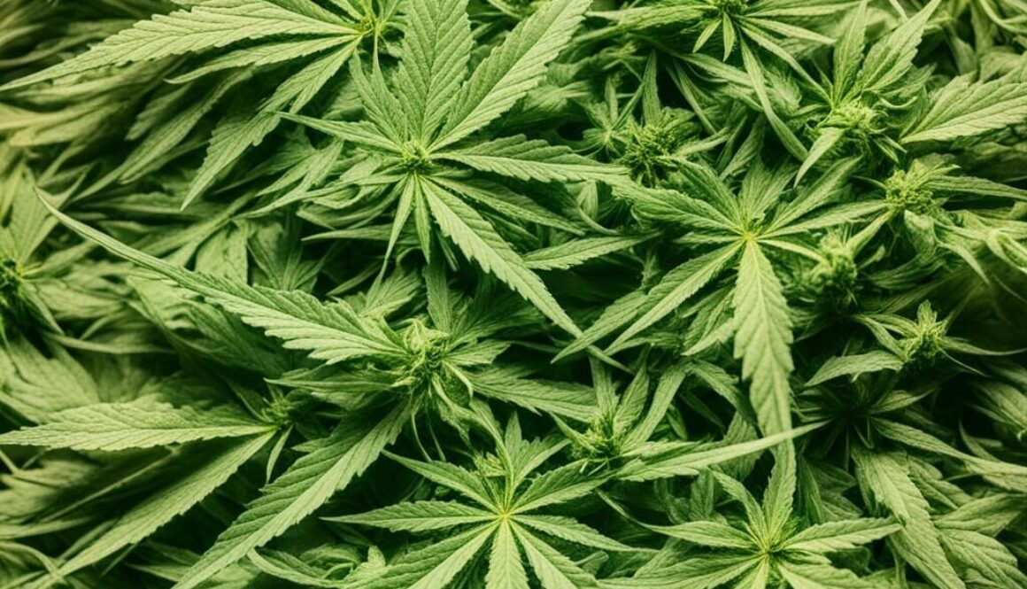 cannabis blätter rauchen