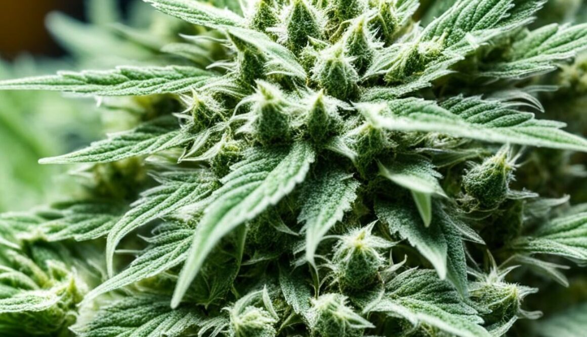 cannabis schimmel rauchen