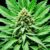 are autoflowering cannabis seeds any good