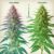 are cannabis and hemp the same
